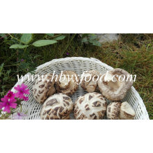 Champignons shiitake séchés avec tige (fleur blanche)